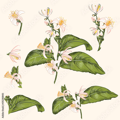 Collection of vector citrus tangerines and lemon flowers in vintage style