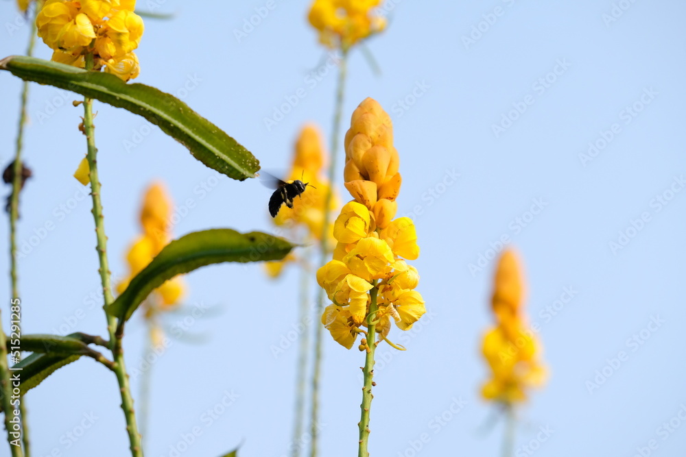 Senna alata is an important medicinal tree, as well as an ornamental flowering plant in the subfamily Caesalpinioideae. It also known as emperor's candlesticks, candle bush, candelabra bush. Senna alata is an important medicinal tree, as well as an ornamental flowering plant in the subfamily Caesalpinioideae. It also known as emperor's candlesticks, candle bush, candelabra bush.