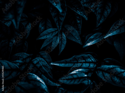 Beautiful abstract black blue flowers on black background  light purple flower frame  blue leaves texture  dark background  flowers for Christmas and valentines day  love theme blue leaves texture