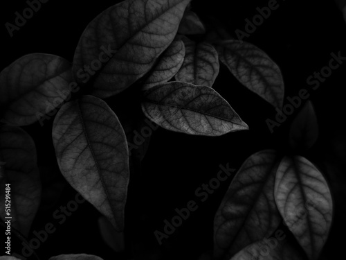 Beautiful abstract color gray and black flowers on dark background, dark leaves texture, dark background, white leaves, black leaves texture, flowers for Christmas and valentines celebrations