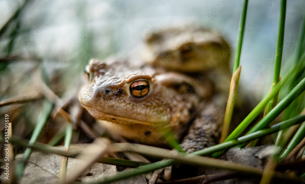 Obraz premium Common toad (Bufo bufo) mating in the forest undergrowth