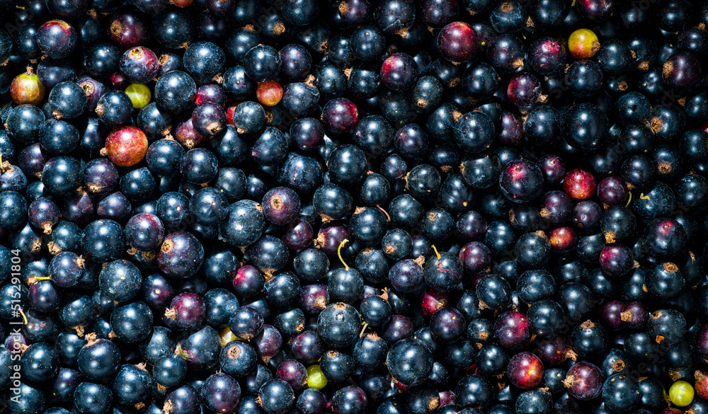 black currant fresh for wallpaper screensaver background macro black currant fresh for wallpaper screensaver background macro