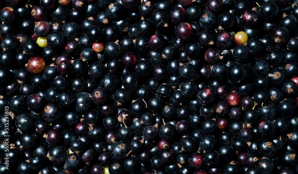 black currant fresh for wallpaper screensaver background macro black currant fresh for wallpaper screensaver background macro