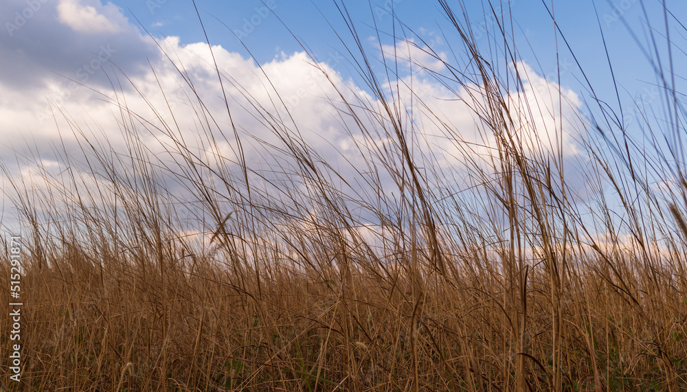 Obraz premium Beautiful golden dried meadow grass and blue sky. Abstract nature background.