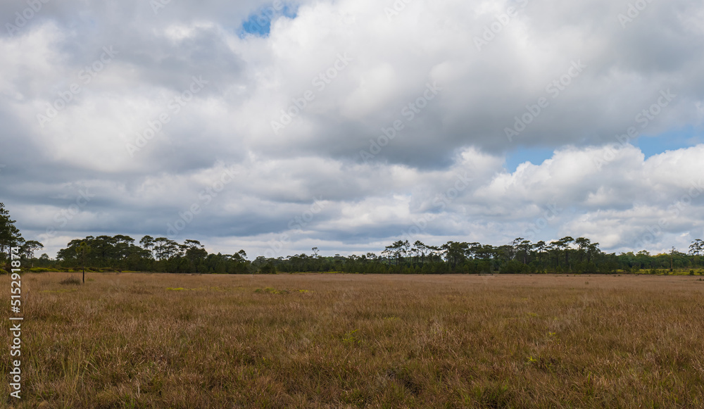 Landscape view of dry savanna with clouds blue sky. Abstract nature background.