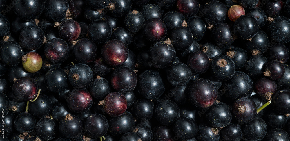 black currant fresh for wallpaper screensaver background macro black currant fresh for wallpaper screensaver background macro
