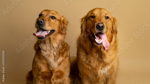 two golden retriever puppies sitting together