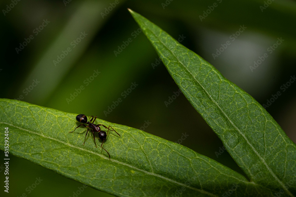ant on a leaf, negative space above Ant ant on a leaf, negative space above Ant