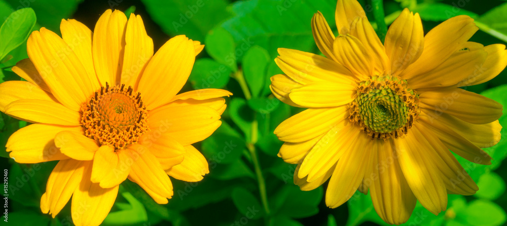 beautiful flowers for background close-up beautiful flowers for background close-up