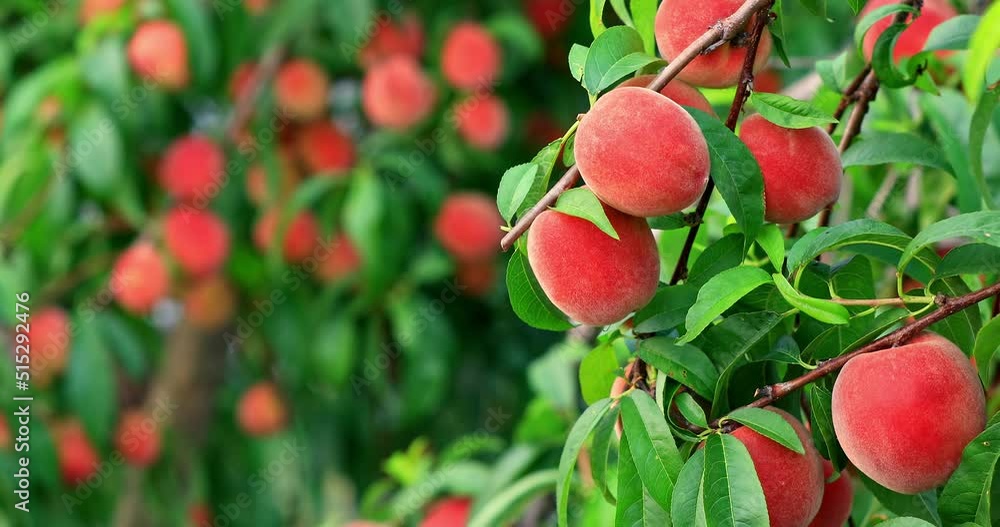 Ripe sweet peach fruit growing on peach branch in orchard. Delicious peaches on the plantation. Ripe sweet peach fruit growing on peach branch in orchard. Delicious peaches on the plantation.