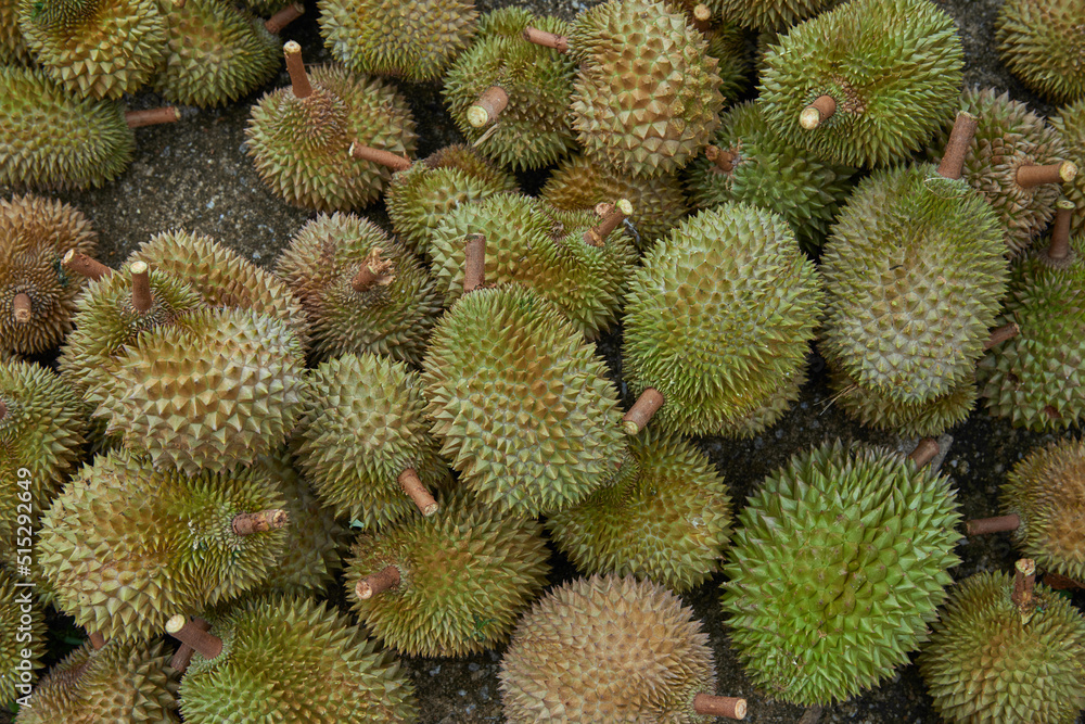 Group of fresh durians in the durian market. Group of fresh durians in the durian market.