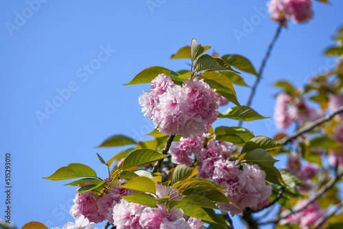 Fotobehang 青空バックに見上げる満開のピンクの八重桜