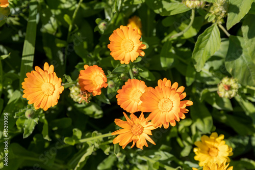 Gorgeous bright orange flowers of marigold  lat. Calendula officinalis  officinalis on a field on a sunny summer day  top view