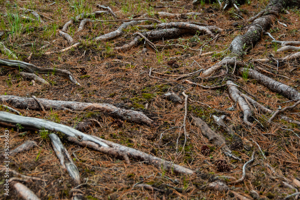 Roots of old tree in autumn forest. Ground is covered with red coniferous needles. Roots of old tree in autumn forest. Ground is covered with red coniferous needles.