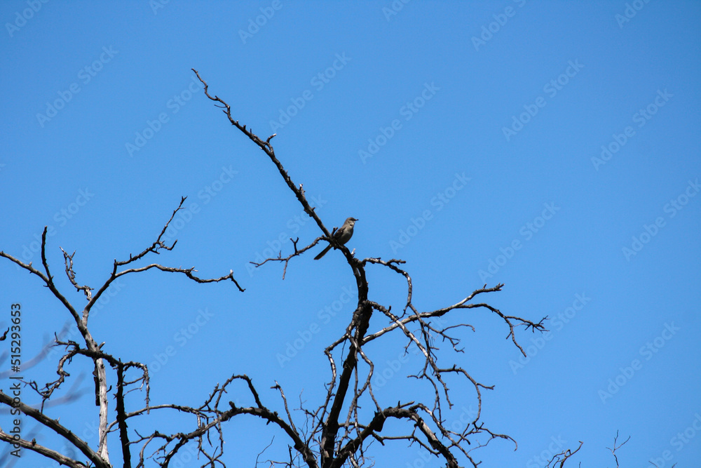 bird in a dead tree