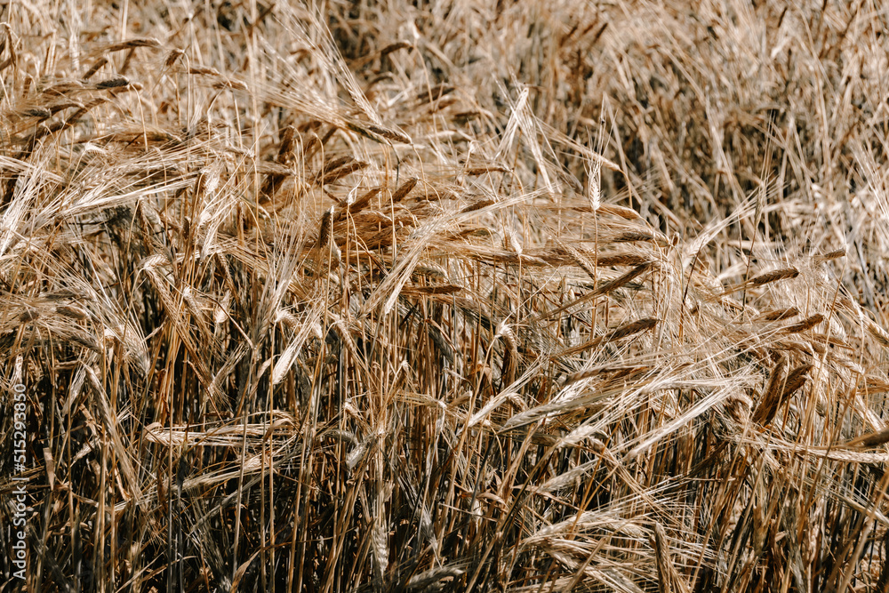 Ripe ears of wheat as background. Ingredient for baking bread, preparation for harvest. Golden field in sunny day Ripe ears of wheat as background. Ingredient for baking bread, preparation for harvest. Golden field in sunny day