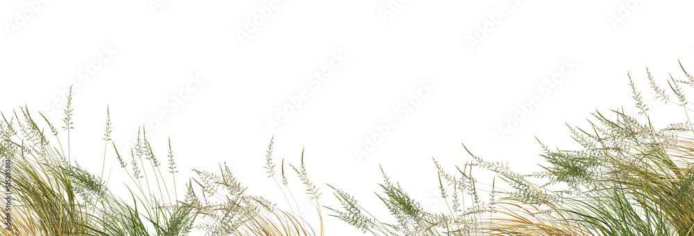 Fototapeta premium Grass blossoms with white background