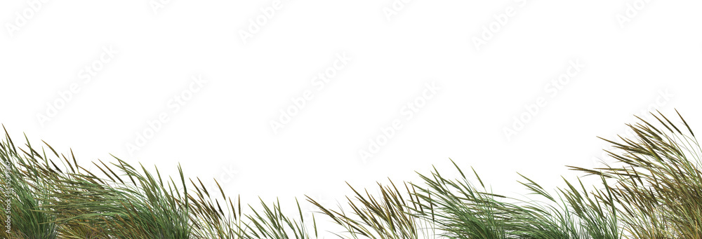 Fototapeta premium Grass blossoms with white background