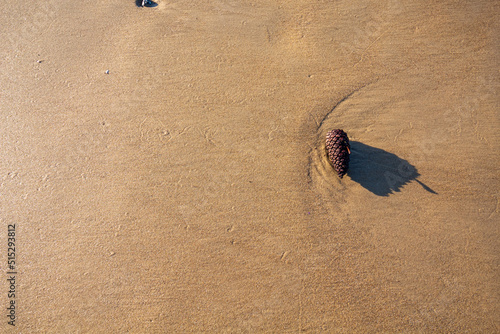 areia da praia e pinho  carregado pelo mar com sua sombra photo