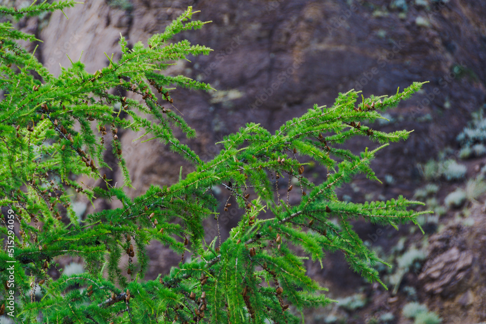 Branches of evergreen larch as background. Harvesting wood in coniferous forest, protecting plants in wild Branches of evergreen larch as background. Harvesting wood in coniferous forest, protecting plants in wild