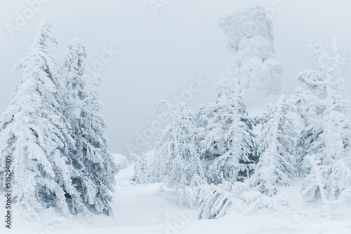 Coniferous forest under cloudy sky. Approach of blizzard in snow. Branches are covered with dense frost. Pine trees stand in cold haze on February day. Beautiful landscape of classic winter fairy tale