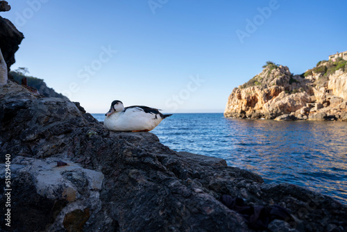 Biało czarna kaczka siedząca na skale. 