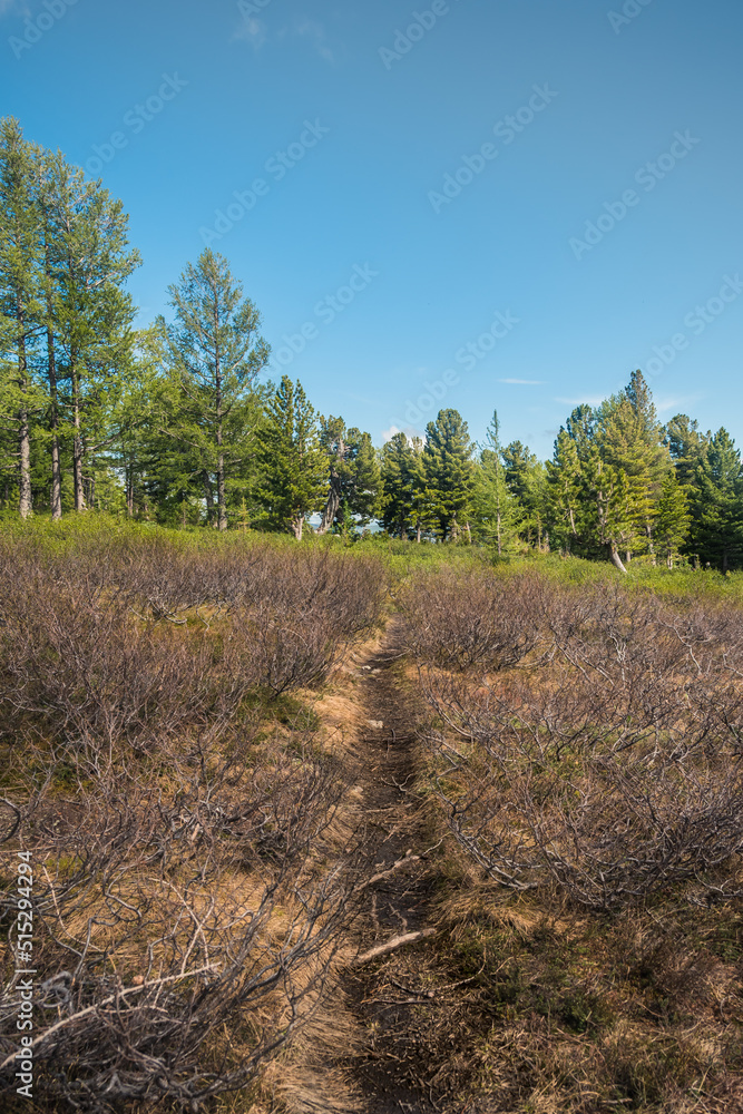 Dirt trail in summer forest. Walk through park on sunny day. Jogging over rough terrain. Hiking in mountains Dirt trail in summer forest. Walk through park on sunny day. Jogging over rough terrain. Hiking in mountains
