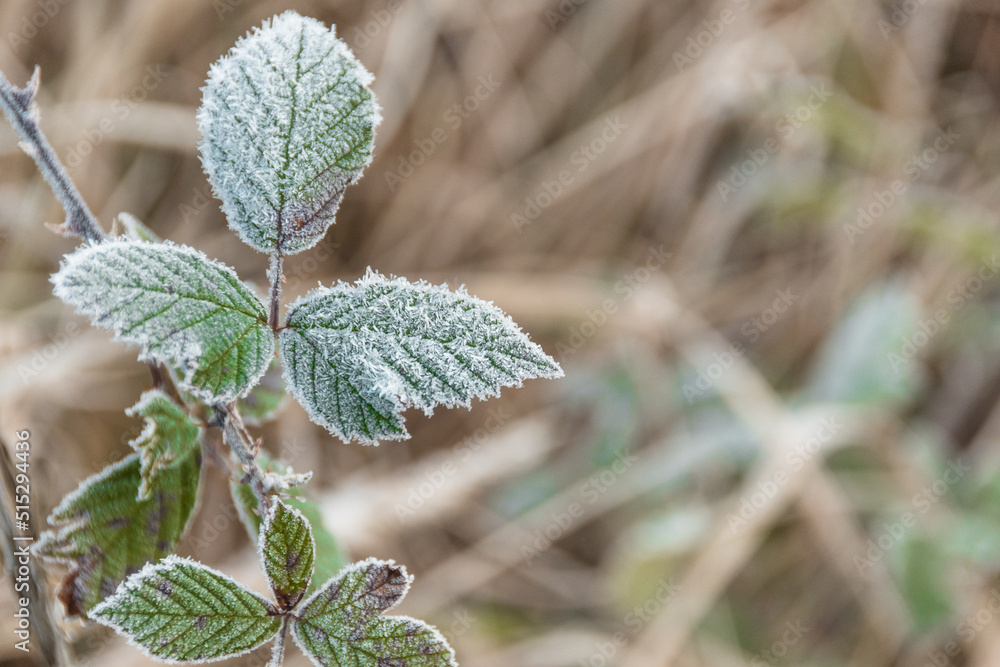 Green leaves are covered with frost in early morning. First autumn frosts, cooling with change of season. Risk of crop loss in garden Green leaves are covered with frost in early morning. First autumn frosts, cooling with change of season. Risk of crop loss in garden