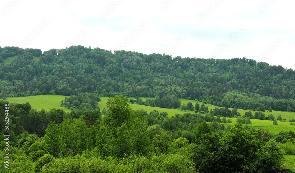 High hillside overgrown with mixed forest under a cloudy summer sky.