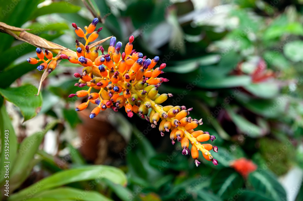 Obraz premium Orange flower in a conservatory