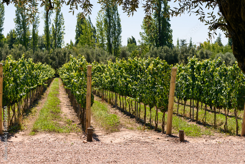 Parrales en línea. Cultivo de uvas orgánicas para elaboración de vino.