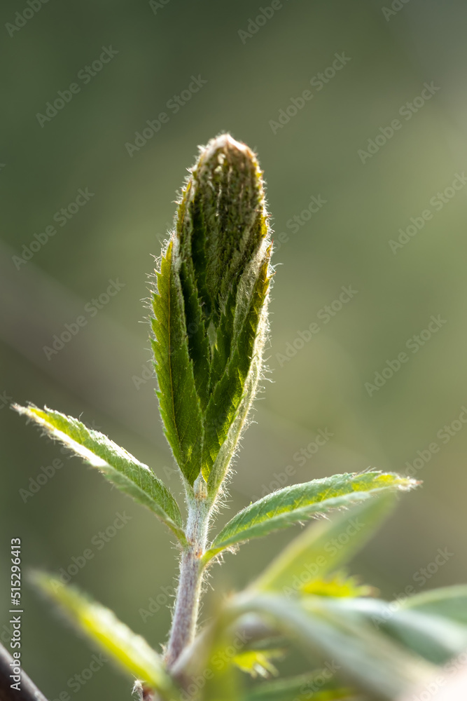 A branch with young leaves in natural conditions in spring. A branch with young leaves in natural conditions in spring.
