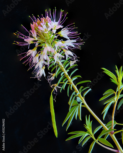 Rocky Mountain Bee Plant photo