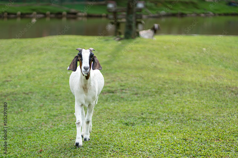 Nubian goat walking on a farm with lake at the background. Nubian goat walking on a farm with lake at the background.