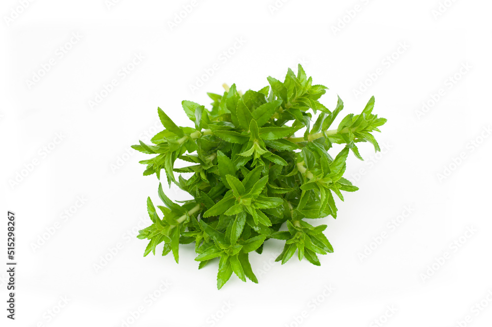 Limnophila aromatica isolated on white background. Limnophila aromatica isolated on white background.
