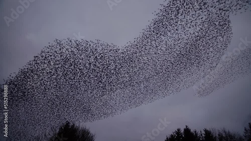 Shapeshifting starling murmurations against a pearlescent evening sky photo