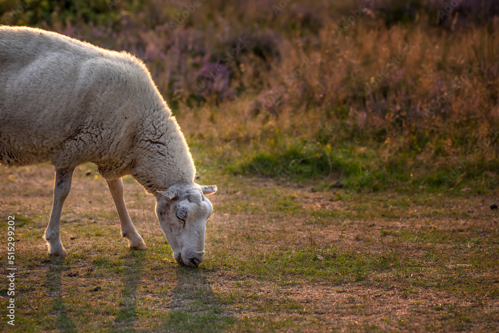 Obraz premium Sheep grazing in a heather meadow during sunset in Rebild National Park, Denmark. One sheep walking and eating grass on a purple blooming field or a pastoral land