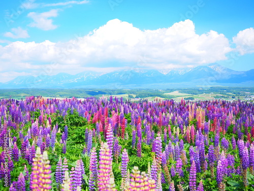 北海道の絶景 フラワーランドかみふらの ルピナス畑