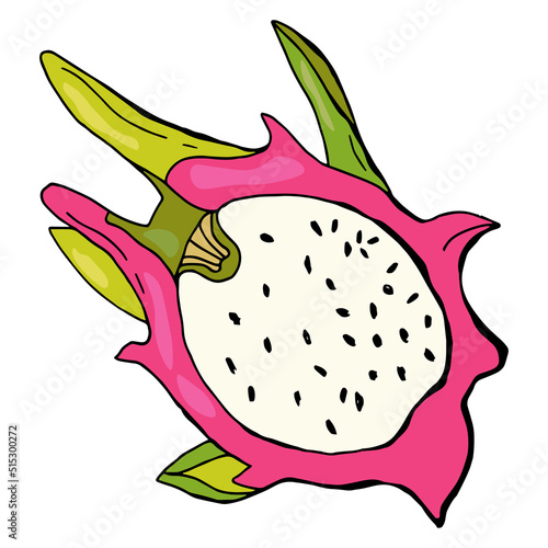 Red Dragon fruit, pitahaya. White background, isolate.Vector illustration. Hand drawn style.