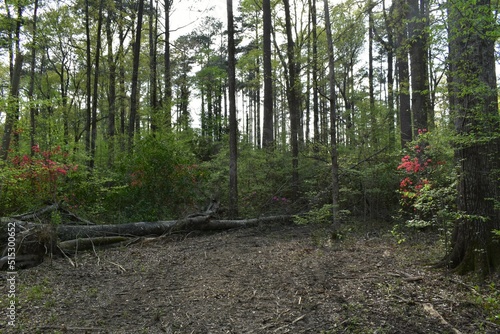 Картината върху платно Trail by Pelahatchie bay Brandon Mississippi