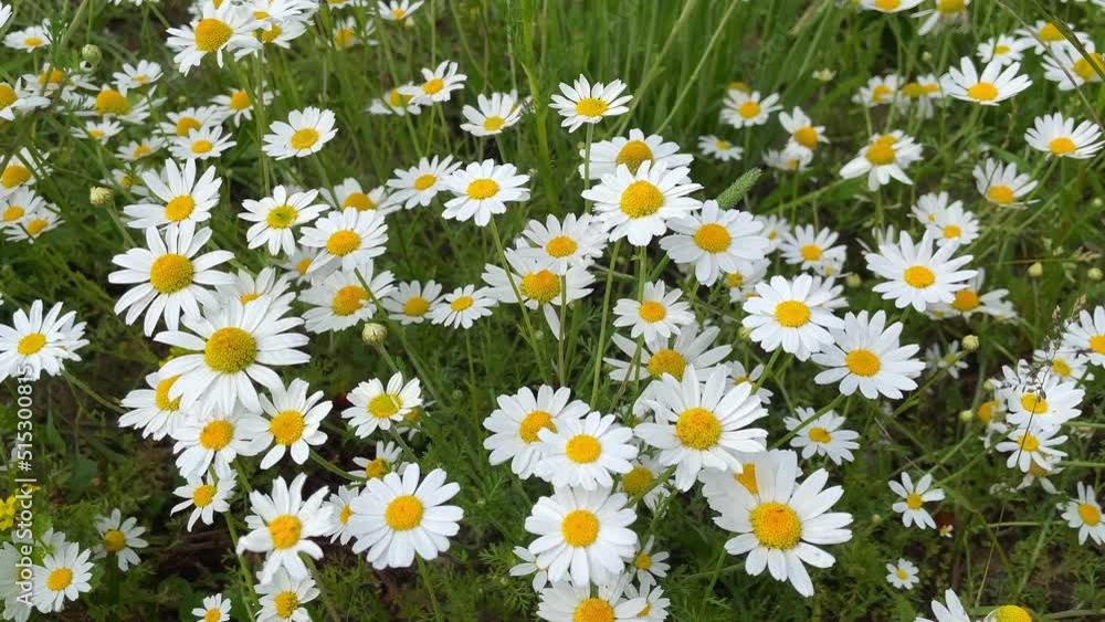 Daisy Meadow. An aromatic European plant of the daisy family, with white and yellow flowers. Snow-white blooming daisies stir in the wind. High angle view. Daisy Meadow. An aromatic European plant of the daisy family, with white and yellow flowers. Snow-white blooming daisies stir in the wind. High angle view.