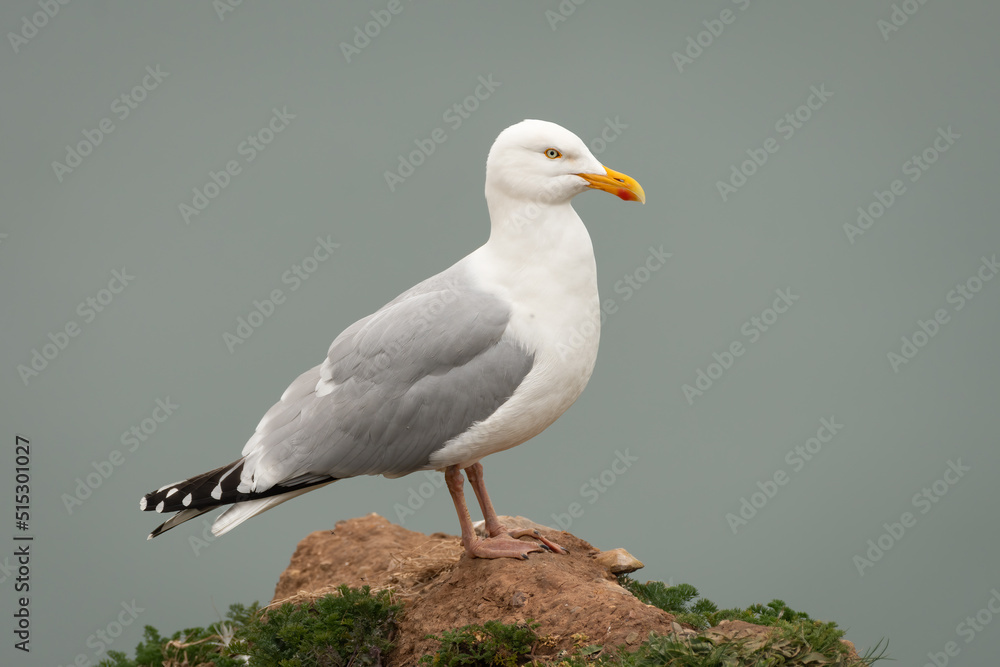 European herring gull (Larus argentatus) on the UK coast European herring gull (Larus argentatus) on the UK coast