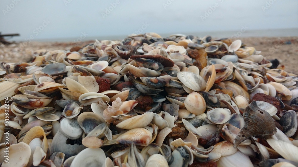 A pile of sea shells on the beach