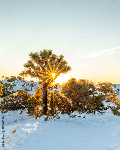 Snowy Dawn in Joshua Tree