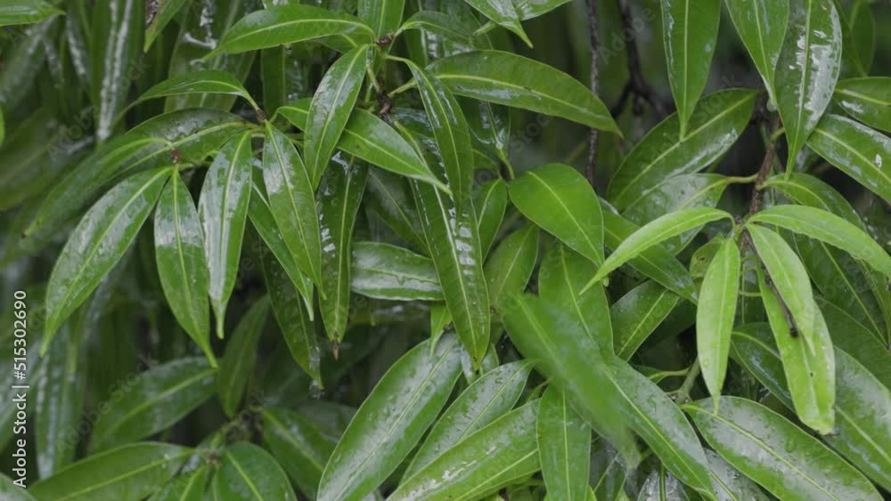 Leaves on a tree with dripping raindrops close-up with beautiful bokeh against the background of falling rain. Foliage in rainy weather. Leaves on a tree with dripping raindrops close-up with beautiful bokeh against the background of falling rain. Foliage in rainy weather.