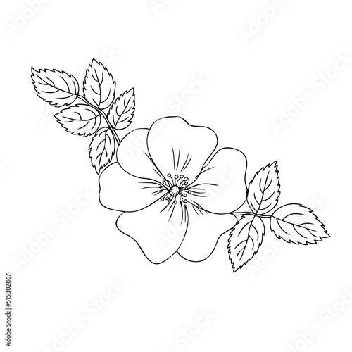 Wild rose, briar, hand drawn dogrose berry vector illustration isolated on white background, decorative rosehip line art element for design cosmetic, natural medicine, herbal tea, health organic food