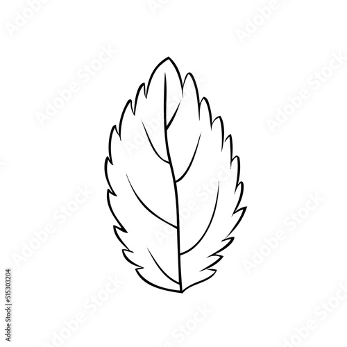 Mint leaf line art isolated on white, Hand drawn vector spicy herb, Doodle cooking ingredient peppermint outline for design natural cosmetic, organic medicine, herbal tea package, beauty salon