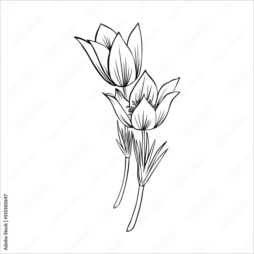 Lumbago meadow, Pulsatilla flower ink sketch, Vector Pasque flower ...
