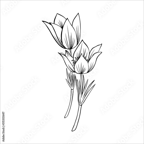 Lumbago meadow, Pulsatilla flower ink sketch, Vector Pasque flower isolated on white, floral line art illustration, Botanical drawing of Perennial poisonous flowering plant for design phytotherapy
