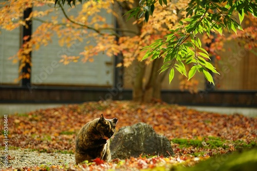 A tortoiseshell cat sitting in Japanese garden at autumn leaves season